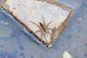 Die Vernässungsmaßnahmen schaffen neue Lebensräume für diverse Arten. Auch wenn nicht jeder ein Freund von Spinnen ist, so ist die Gerandete Jagdspinne (Dolomedes fimbriatus) etwas Besonderes.