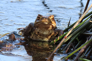 Besonders Amphibien sind auf naturnahe Feuchtbiotope angewiesen. Am Königsdamm kann man im Frühjahr z.B. Erdkröten (Bufo bufo) bei der Balz beobachten. Die vielfältigen Strukturen bieten den Amphibien geeignete Lebens- und Fortpflanzungsbedingungen.