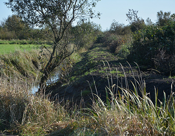 Anlage einer die Vernässung begrenzenden Verwallung an der Grenze des Planungsgebietes