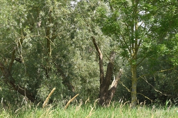 Silber-Weiden (Salix alba) im Vorland bei Coldam (Bild: Hans-Jürgen Zietz/NLWKN).