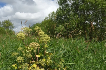 Echte Engelwurz (Angelica archangelica) im Übergangsbereich zwischen Weiden-Auwald und Röhricht (Bild: Hans-Jürgen Zietz/NLWKN).