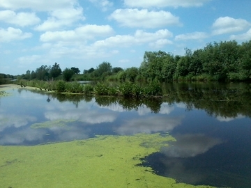 Entwicklung einer Flachwasserzone am Schifffahrtsweg-Elbe-Weser.