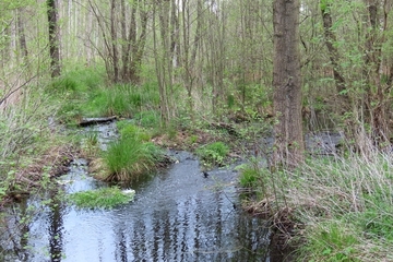 Der Sauerbach ist ein wichtiger Entwässerungsgraben. Durch die Reaktivierung eines Altarms (l) konnte der stark ausgebaute Bach (r) durch Sohlschwellen verlangsamt werden, sodass das Wasser langsamer abfließt und sich besser in der Landschaft verteilt.