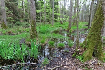 Auch der Momerbach wurde zur besseren Entwässerung auf 4 m Breite ausgebaut. Durch die Reaktivierung des Altarms wird wieder Wasser in den Wald geleitet, sodass ein Bruchwald erhalten wird.