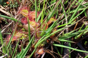 Im Külsenmoor wurden Maßnahmen umgesetzt, um die Verfilzung der Moorflächen durch Pfeifengras (Molina caerulea) zu reduzieren. Davon profitieren lichtliebende Spezialisten wie der fleischfressende Rundblättrige Sonnentau (Drosera rotundifolia).