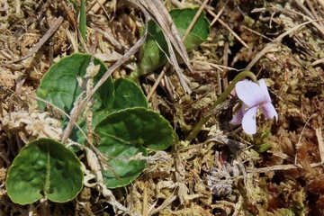 Andere Arten der feuchten Standorte profitieren ebenfalls von den Maßnahmen im Külsenmoor, z.B. das Sumpf-Veilchen (Viola palustris).