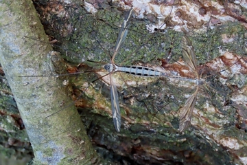 Nicht nur für spezialisierte Pflanzenarten ist eine ganzjährig ausreichende Wasserversorgung wichtig. Auch viele Tierarten, wie z.B. Schnaken, sind auf feuchte Biotope angewiesen.