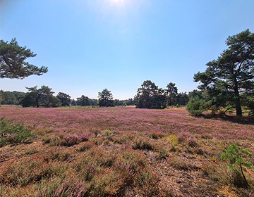 LRT 4030 - Trockene Heide im Bereich Springmoor