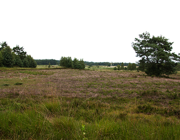 Garlstedter Heide