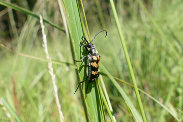 … der Vierbindige Schmalbock (Leptura quadrifasciata)…