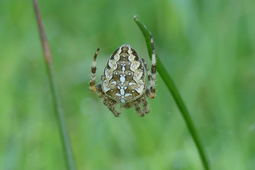 Gartenkreuzspinne (Araneus diadematus).