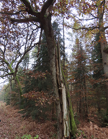 Damit Eingriffe für den Naturschutz möglichst geringe Auswirkungen auf vorhandene Arten haben, werden ökologische Untersuchungen durchgeführt und z. B. Habitatbäume erfasst und in den Planungen berücksichtigt.