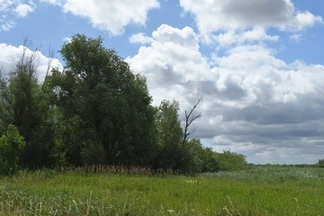 Tide-Weiden-Auwald bei Coldam