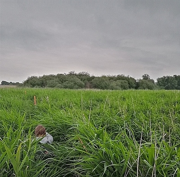 Transekt durch das Untersuchungsgebiet mit Blick auf einen Strauchweidenbestand aus Salix rubens und Salix triandra. Vorne im Bild Schilf (Phragmites australis) und Rohrglanzgras (Phalaris arundinacea).