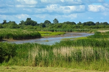 Tide-Weiden-Auwald, Wattflächen und Röhrichte – tidebeeinflusste Lebensräume wie am Ems-Altarm bei Vellage sollen auch im Tidepolder Coldemüntje entstehen