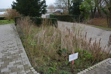 „Unordnung“ in unserem Insektenbeet, die aber so gewollt ist.