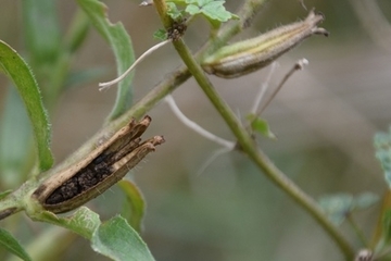 Rüsselkäfer im Samenstand einer Nachtkerze.
