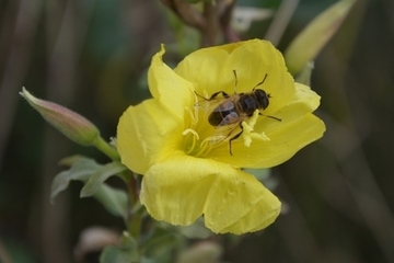 Schwebfliege in der letzten Blüte einer Nachtkerze, aufgenommen Ende Oktober 2021.