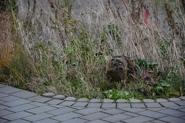 Bei anderen hingegen keine Spur von Winterruhe: unser „alter Stationshase“ im Insektenbeet.