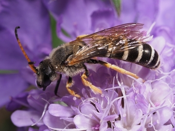 Dadurch steht heimischen Insekten, wie dieser Furchenbiene, wieder mehr Lebensraum zur Verfügung.