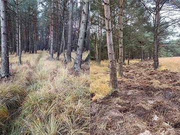 Entwässerungsgräben im Schwarzen Moor wurden wieder verschlossen