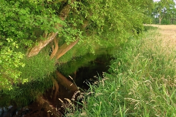 Wümme-Oberlauf bei Otter