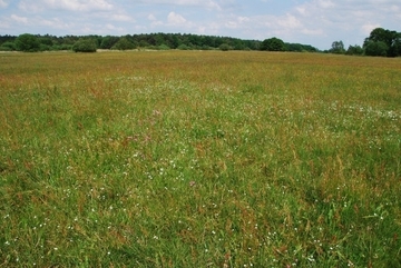 Für magere Flachland-Mähwiesen ist die Wümmeniederung eines der wichtigsten Gebiete in Niedersachsen.