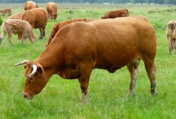 Naturschutzkonforme Grünlandbewirtschaftung ist auch ein aktiver Beitrag zur Erhaltung der Erholungslandschaft.