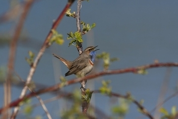 Singendes Blaukehlchen