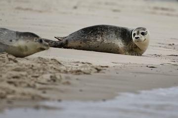 Seehunde auf einer Sandbank