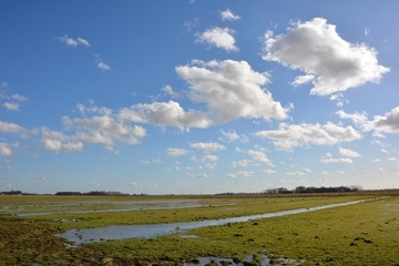 Wasserrückhalt im Rheiderland: Das Niederschlagswasser aus dem Winter wird bis ins späte Frühjahr auf den Flächen gehalten und übt auf Wiesenvögel zur Zeit der Revierbildung eine hohe Attraktivität aus.