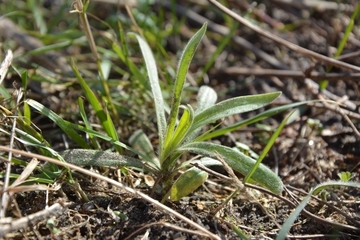 Kornrade im Insektenbeet an der Naturschutzstation