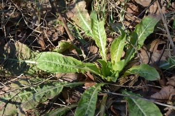 Nachtkerze im Insektenbeet an der Naturschutzstation