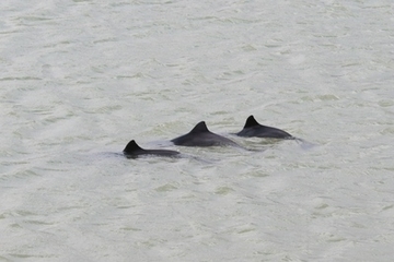 Die Rückenflossen dreier Schweinswale