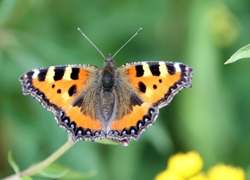 Genaues Hinschauen lohnt sich: deutlich zu erkennen die gestrichelten Fühler und Härchen auf Flügeln und Körper des Kleinen Fuchses.