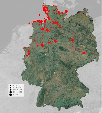 Brutnachweise des Austernfischers im Jahr 2021 basierend auf Meldungen auf ornitho.de. Als ehemals charakteristischer Küstenvogel brütet der Austernfischer nun verbreitet auch im Binnenland.