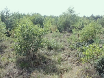 Typisches Bild einer ehemaligen Hochmoorfläche: Durch Austrocknung können Gehölze einwandern, konkurrenzschwache Hochmoorarten werden verdrängt.