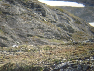 Bestens getarnt: nur schwer lässt sich der Mornellregenpfeifer im Brutgebiet vor dem fast gleichfarbigen Hintergrund entdecken.