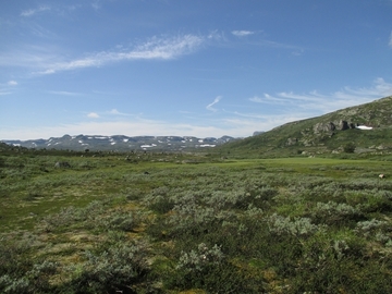 Die Hardangervidda in Norwegen: Europas größte Hochebene und Brutgebiet des Mornellregenpfeifers