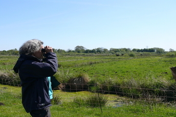 Mitarbeiterin der NLWKN Naturschutzstation Fehntjer Tief bei der Brutvogelerfassung im Gelände.