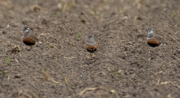 Die Vögel im Landkreis Stade suchen Nahrung auf unterschiedlich strukturierten Ackerflächen (frisch gepflügt, geeggt, eingesät etc.). Dabei bevorzugen sie feinkrümelige Böden.
