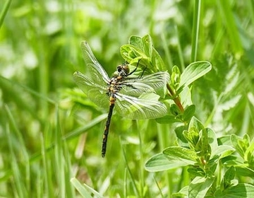 Die Kleine Moosjungfer (Leucorrhinia dubia, hier ein Männchen) reproduziert in den Moorgewässern, wie sie in den KliMo-Projektgebieten Großes Moor und Jafelbach vorkommen.