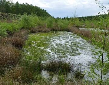 Das Moorgewässer als Kinderstube für die Kleine Moosjungfer: Die Weibchen legen hier ihre Eier an schwimmenden Torfmoosen ab. Die Larven leben zwischen den Moorpflanzen und wachsen sehr langsam.