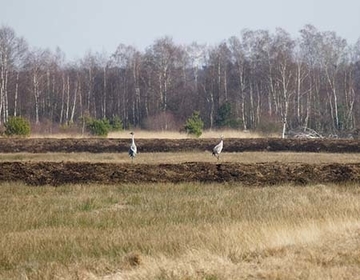 Ein Kranichpaar hält Ausschau auf einem der kürzlich aufgeschobenen Torfdämme. Ohne diese Baumaßnahmen wäre eine gleichmäßige Vernässung der weitläufigen Moorflächen bei natürlichem Gefälle nicht möglich.