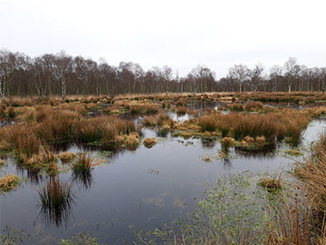 Schon zwei Jahre nach Wiedervernässung ein Libellen- und Amphibienparadies: Moorpolder im NSG „Sellstedter See und Ochsentriftmoor/Wildes Moor“ im Landkreis Cuxhaven