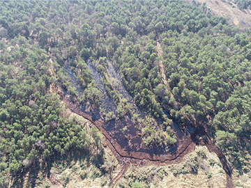 Wiedervernässter Moorwaldbereich mit Kiefern im NSG „Hemslinger Moor“ im Landkreis Rotenburg: Einige Torfstiche bilden die Ausgangspunkte für die Wiederbesiedelung mit hochmoortypischen Arten. Alles eine Frage des Wassers und der Zeit…