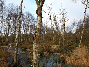 Absterbende Birken als Indikator für die erfolgreiche Wiedervernässung eines sekundären Birkenwaldes im NSG „Sellstedter See und Ochsentriftmoor/Wildes Moor“ im Landkreis Cuxhaven