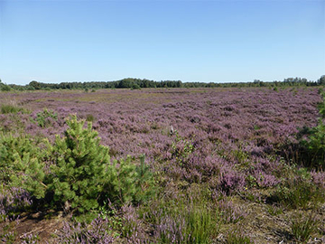 Landeseigene Moorheideflächen im Schutzgebiet „Großes Moor bei Gifhorn"