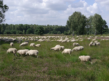 Ihre notwendige Dauerpflege wird durch eine ortsansässige Schäferei durchgeführt.