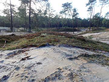 Bereiche mit bereits vorhandener Zielvegetation wurden geschont und nicht mittels Bagger geplaggt. Von hier aus soll sich die wertvolle Vegetation in die offenen Sandbereiche ausbreiten.